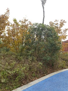 秋日蓝道旁的多彩植被