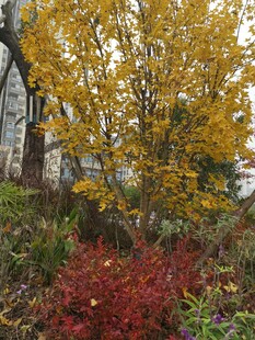 秋日多彩树木景致