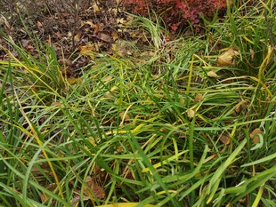 嫩绿葱郁的地面草丛