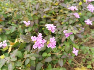 紫色小花绽放于绿叶间