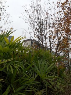 绿植环绕中的建筑一角