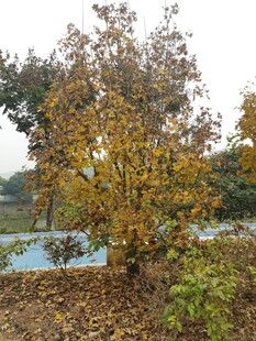 秋日湖畔黄叶树木景致