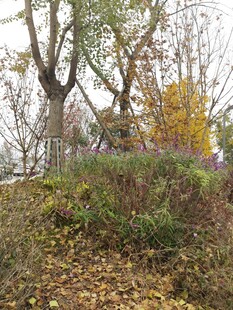 秋日树林中的落叶与植被