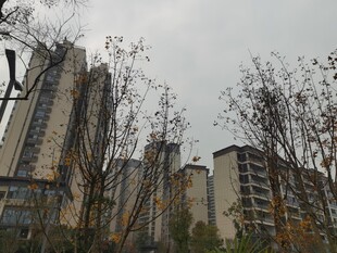 城市中林立的高层住宅楼