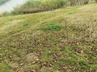 草地风景自然清新一角