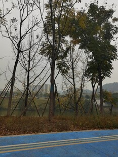 蓝道旁的萧瑟树木景观