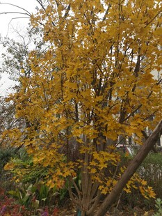 秋日金黄树叶的树木景观