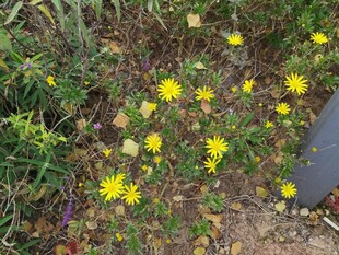 草丛中绽放的黄色小花