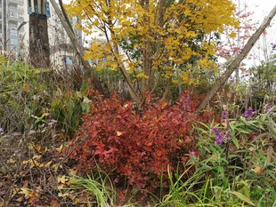 秋日多彩植物景观