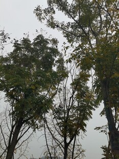 秋日树林树梢景象