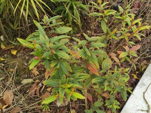 绿叶植物近景特写