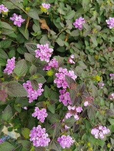 粉色小花绽放于绿叶间