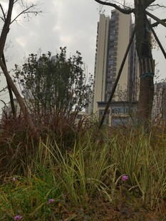 高楼旁的杂草与树木