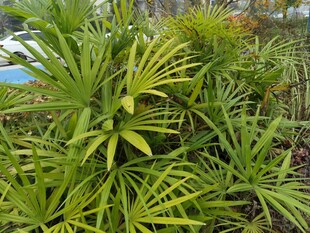 翠绿丛生的热带观叶植物