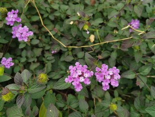 紫色小花绽放绿叶间