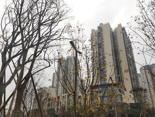 城市冬日里的高楼与枯树