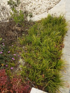 多彩庭院绿植景观