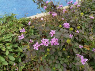 绽放的紫色小花与绿植