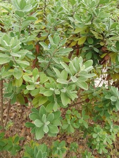 绿叶繁茂的植物景观