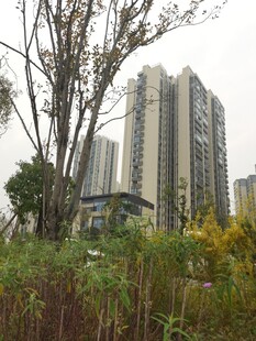 城市中高楼旁的自然景致