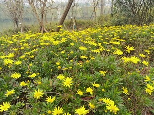 春日黄花烂漫的美丽花田