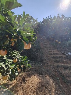 阳光照耀下的山间果园景色