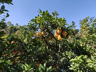 挂满果实的繁茂脐橙树