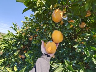 果园采摘手触饱满脐橙