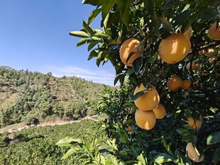 果园中挂满果实的脐橙树