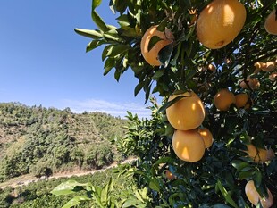 果园中挂满果实的脐橙树