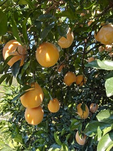 挂满果实的金黄脐橙树