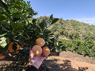 手捧果园中的新鲜脐橙