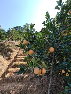 果园里挂满果实的脐橙树