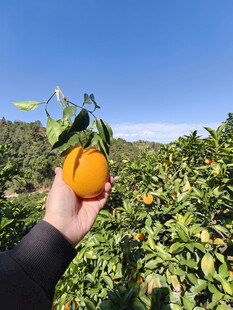 手捧果园脐橙