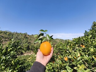 手捧脐橙于果园美景中