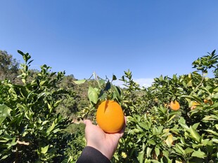 手捧果园中的新鲜脐橙