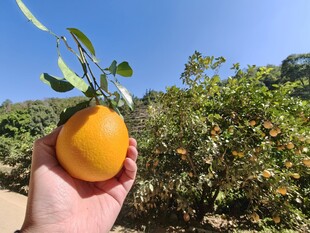 手捧果园脐橙阳光正好