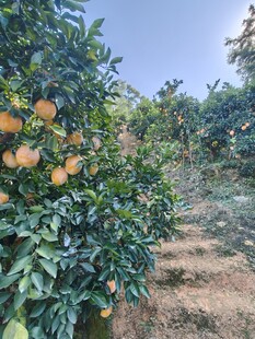 果园中硕果累累的脐橙树