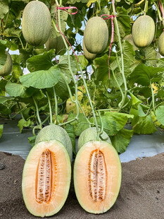 哈密瓜