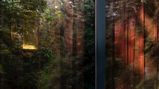 林间光影下的静谧树林