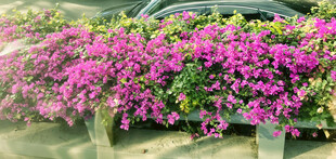 艳丽三角梅装点户外景观