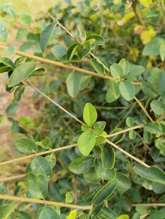 绿叶繁茂的植物特写