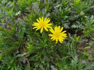 两朵黄色小花绽放草丛