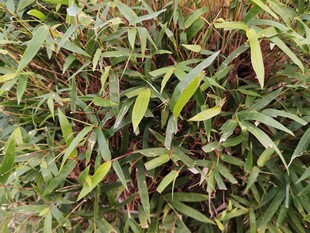 翠绿繁茂的丛生植物