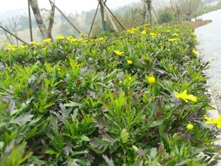 金黄小花点缀翠绿植物