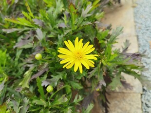 黄色小花绽放于绿叶间