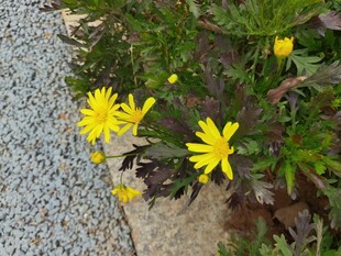 石边绽放的黄色小花