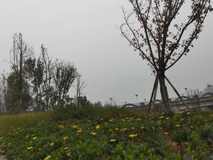 田野中的树木与黄色小花