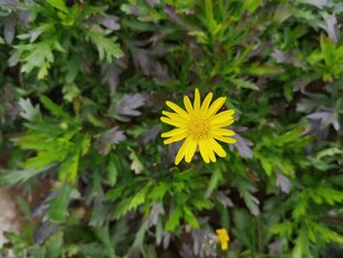 黄色小花绽放于绿叶间