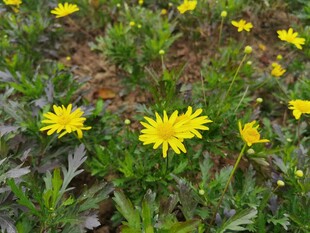 黄色小花绽放于绿叶间